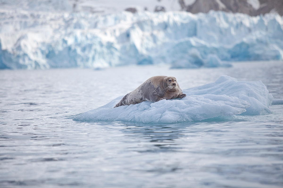 Een zeehond ligt op drijvend ijs in Spitsbergen.