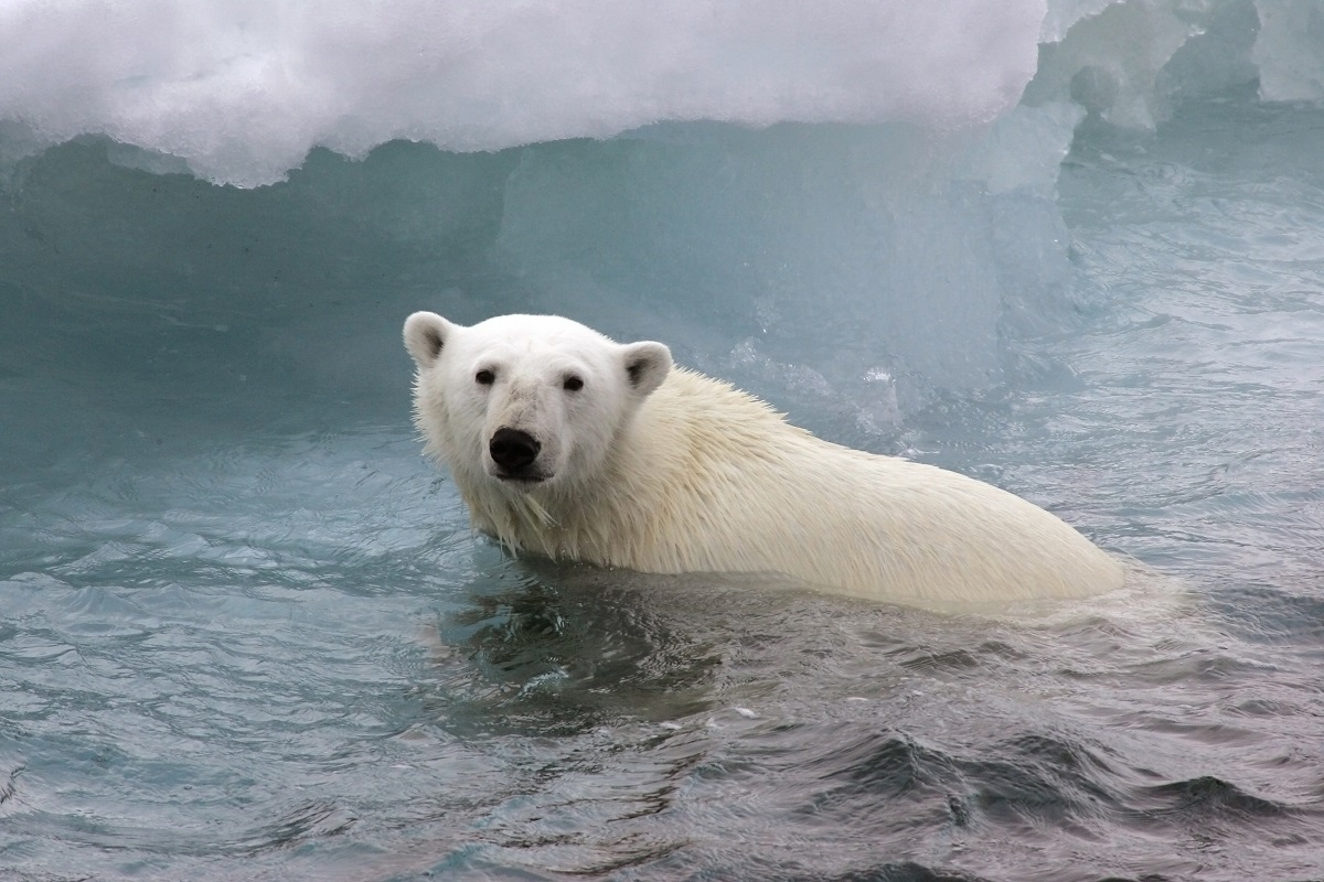 Een ijsbeer in het water op een ijsberg in Spitsbergen.