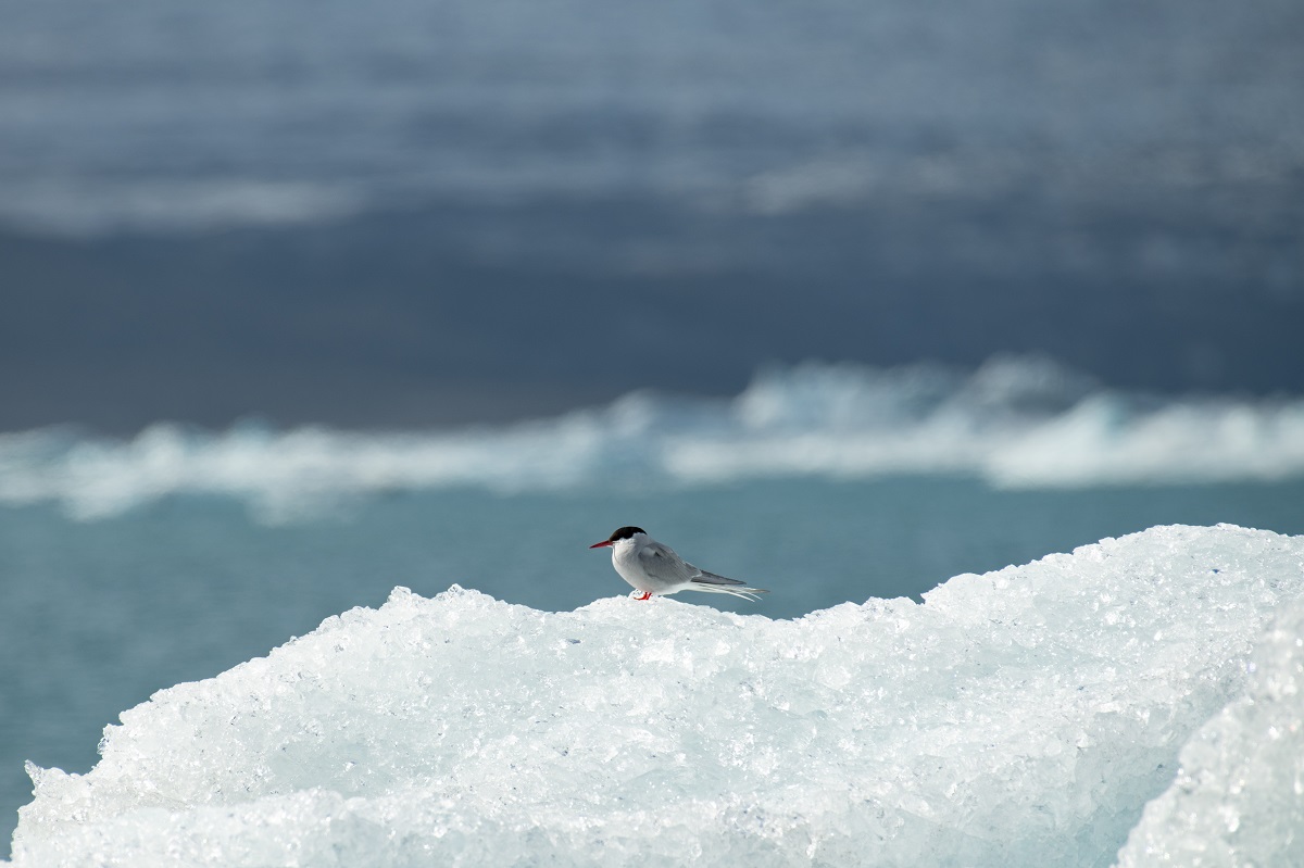 Een vogel op een ijsberg in het Jokulsarlon ijsbergenmeer.