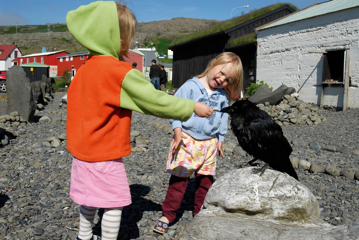 Twee kindjes voeren een raaf in Holmavik op de Westfjorden in IJsland.