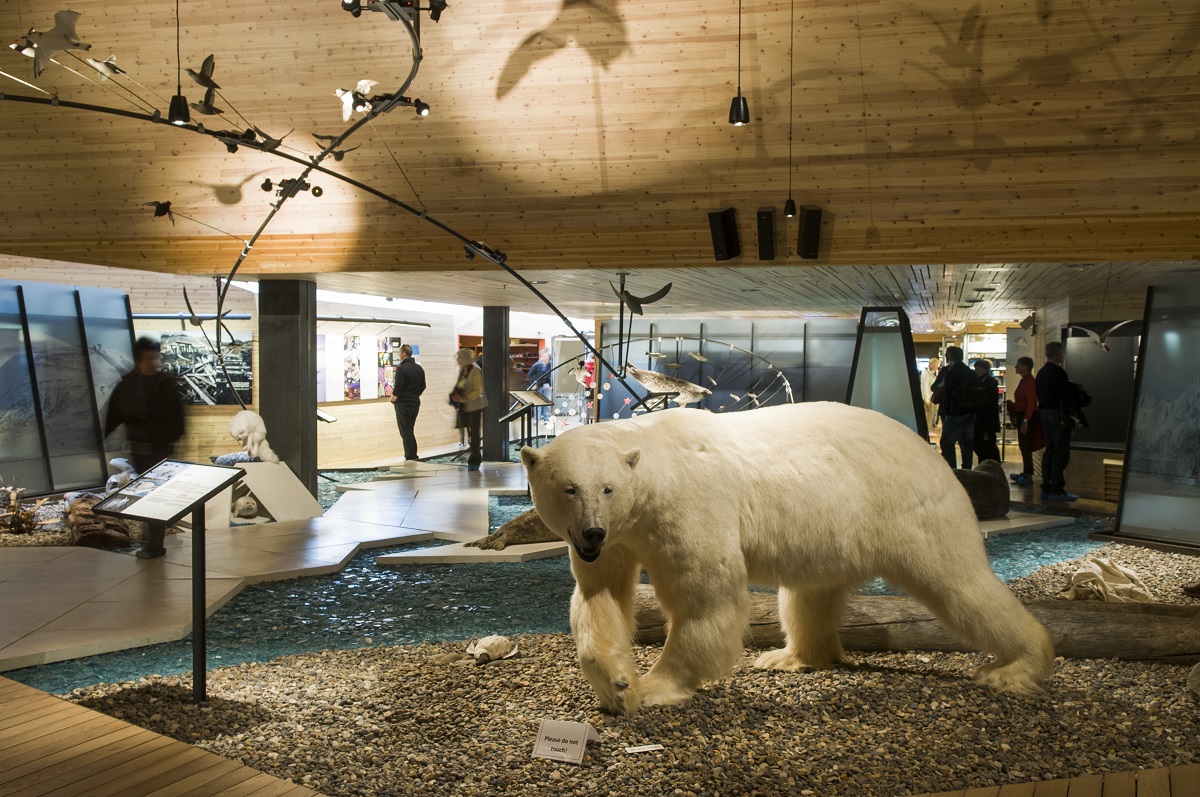 Een opgezette ijsbeer in het Svalbard museum in Longyearbyen, Spitsbergen.