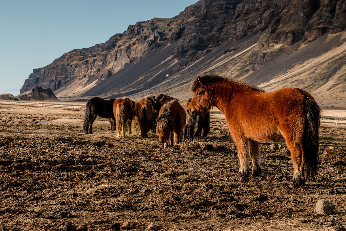 Paarden in het IJslandse landschap.