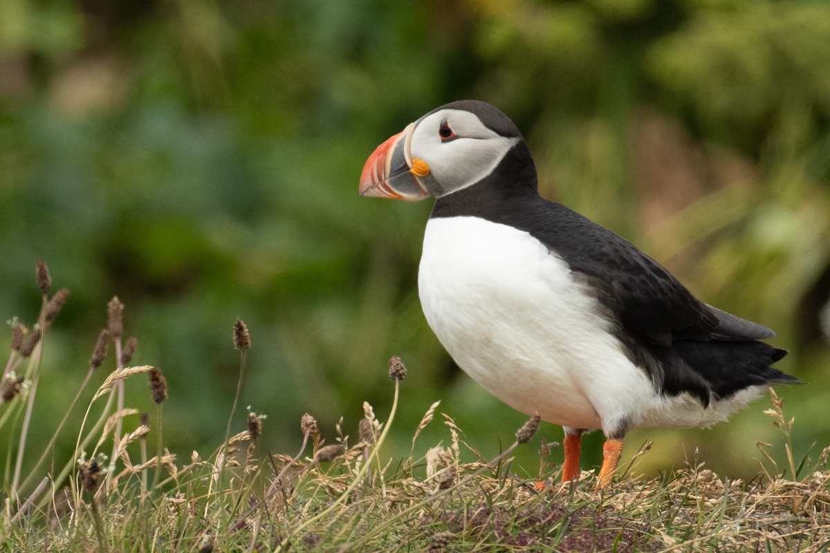 Een papegaaiduiker tuurt in de verte vanaf zijn plek in het gras.