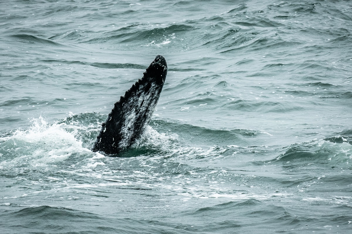 De vin van een walvis komt boven het water uit.