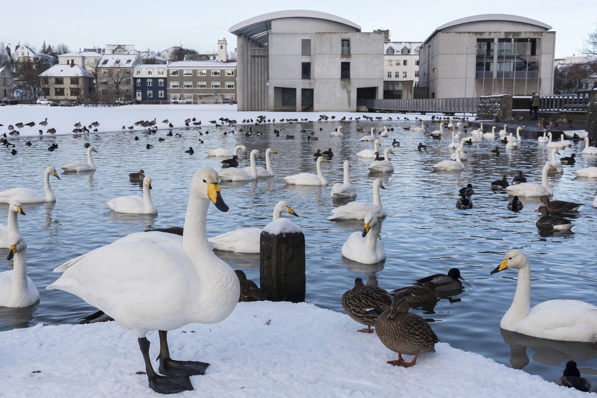 Zwanen in het Tjornin meer in een winters Reykjavik.