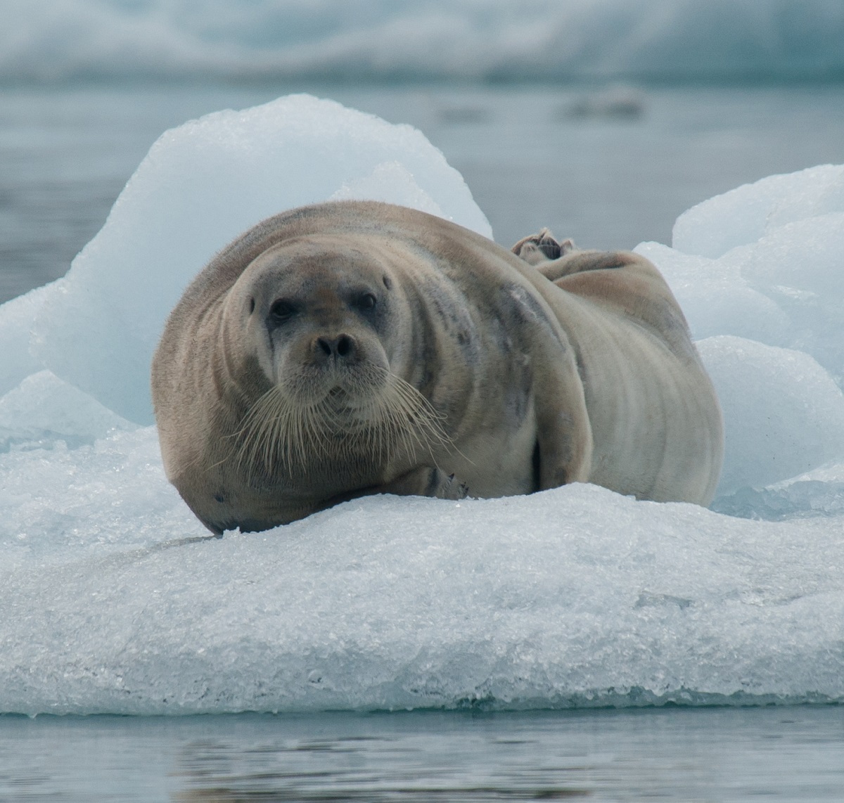 een baardrob ligt op een ijsschots in Spitsbergen.