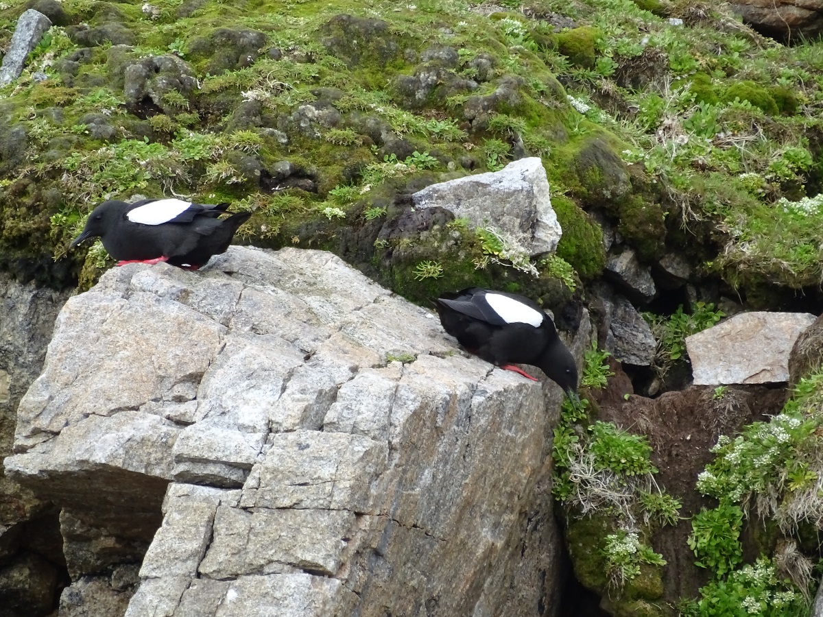 Black guillemot op de rotsen in Spitsbergen.