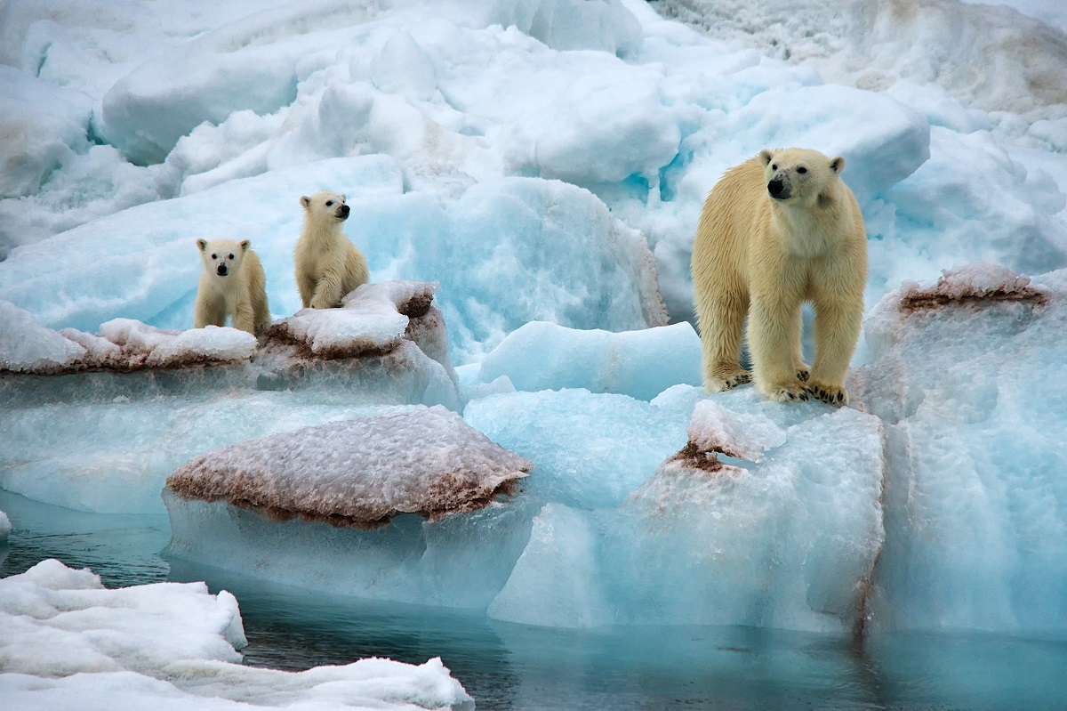 Een ijsbeer met twee jongen op blauw ijs bij Spitsbergen.