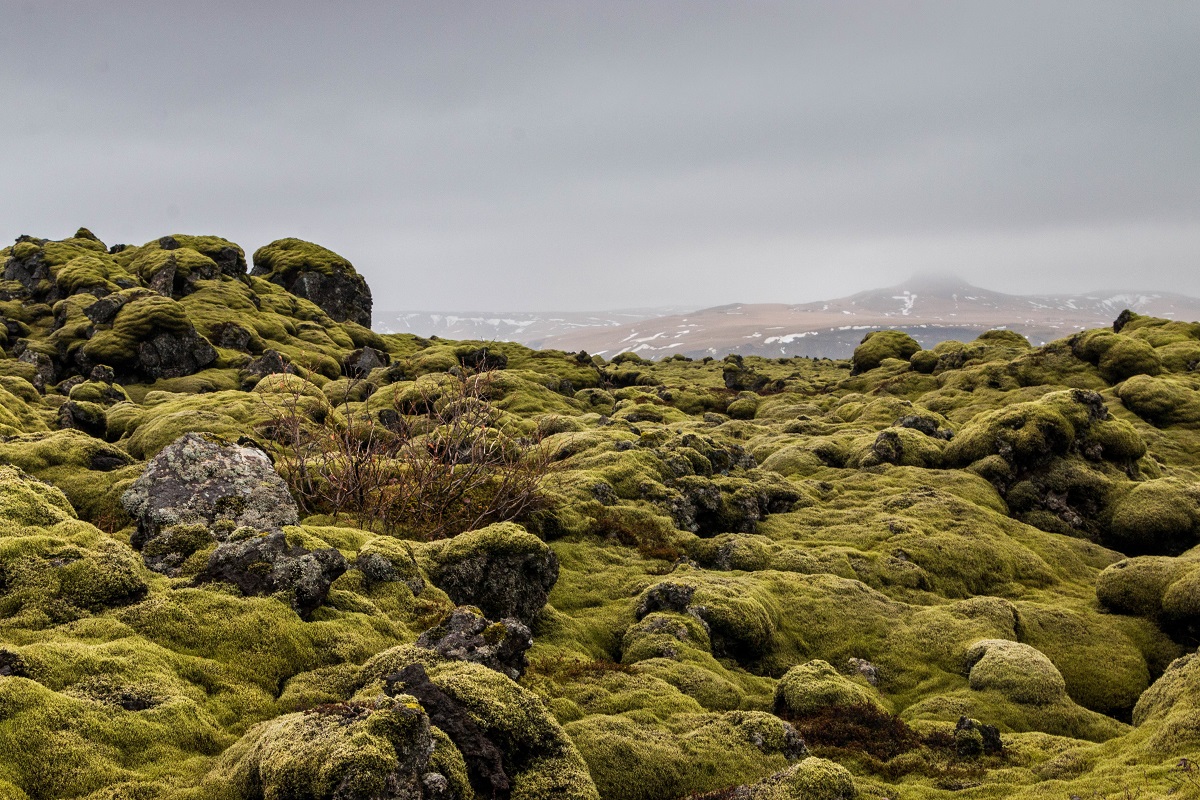 Een mooi, groen landschap van met mos bedekte rotsen met uitzicht op bergen in zuid IJsland.