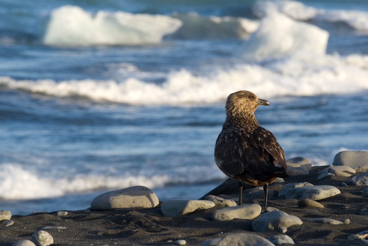 De bijzondere vogel Grote Jager gespot op het strand bij het ijsbergenmeer Jokulsarlon in IJsland.