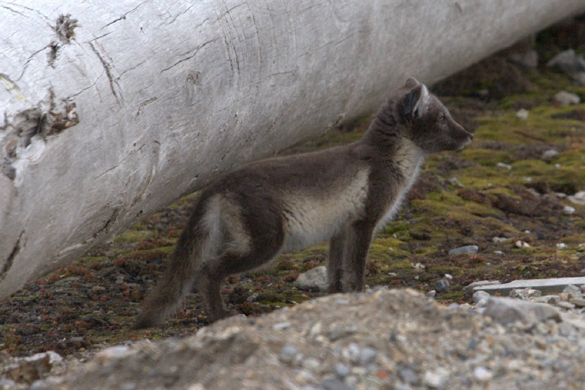 Een grijze poolvos gespot onder het drijfhout in Spitsbergen.