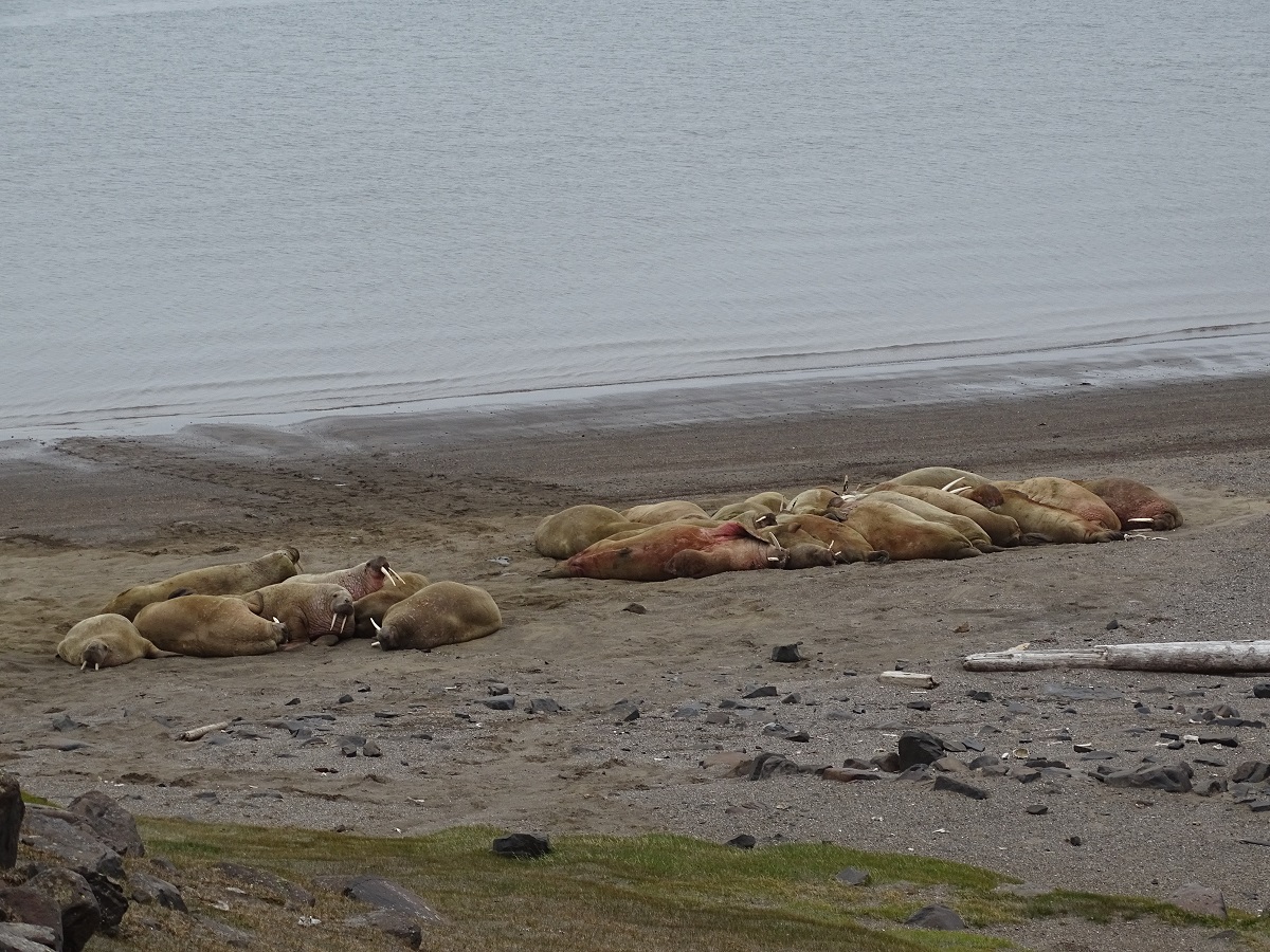 Een groep walrussen ligt luieren op het strand, vlak aan de zee, op Spitsbergen.