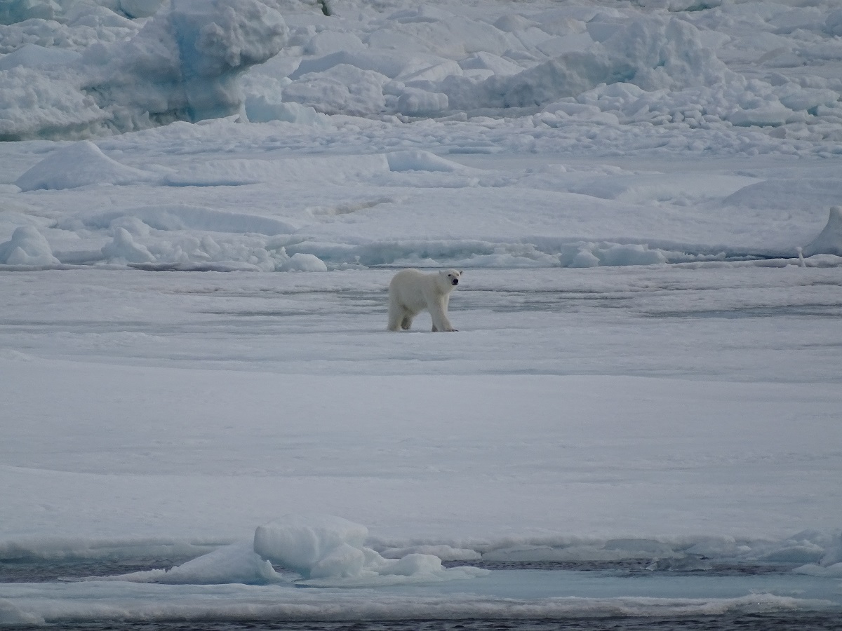 Deze ijsbeer is aan de wandel over het pakijs in Spitsbergen.