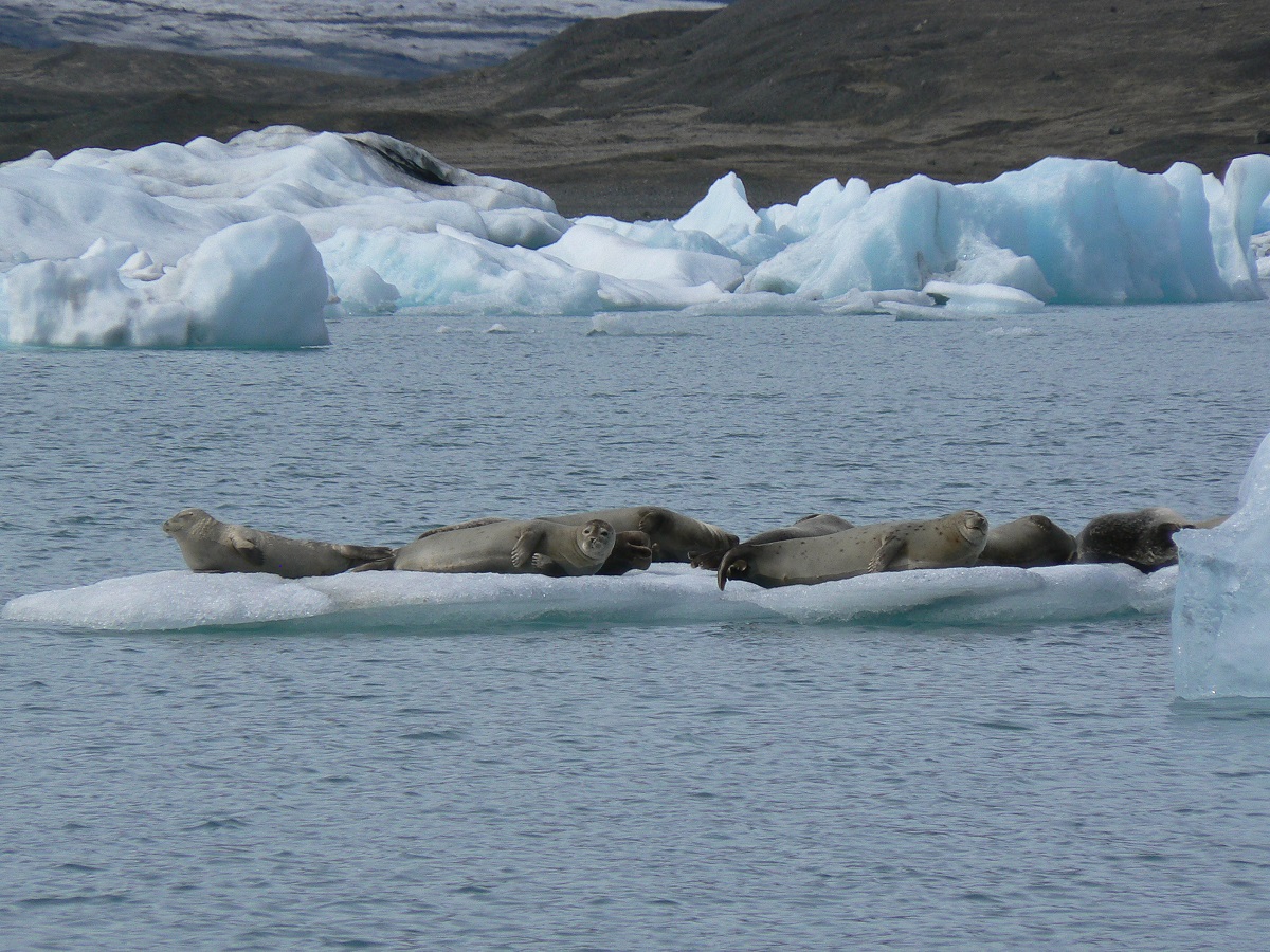 Een groepje zeehonden liggen op een ijsschots in het ijsbergenmeer Jokulsarlon, in zuidoost IJsland.