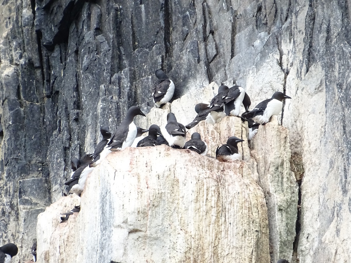 Kortbekzeekouten zitten dichtbij elkaar op de vogelkliffen Alkefjellet in Spitsbergen.