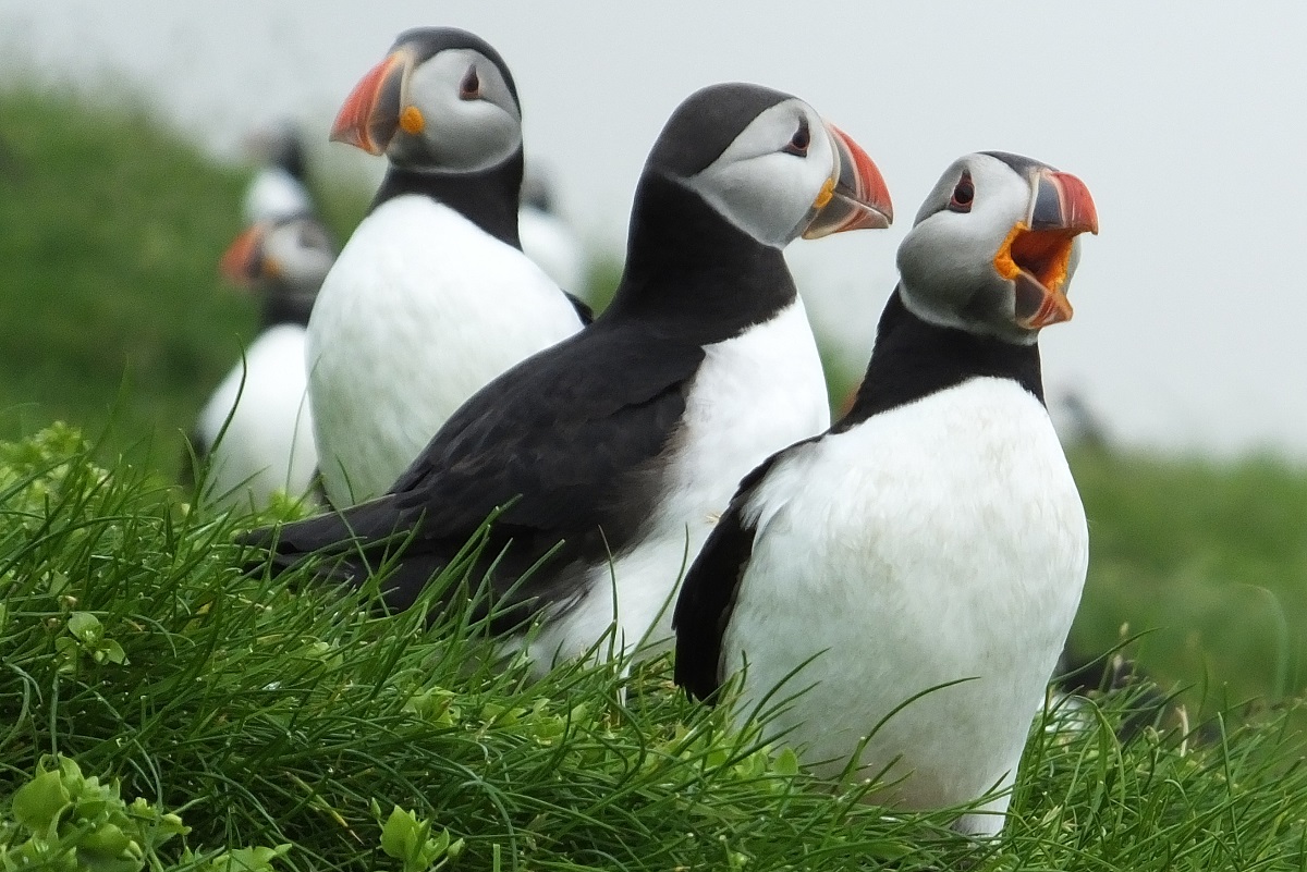 Een groep papegaaiduikers in het groene gras op Mykines, Faroer.