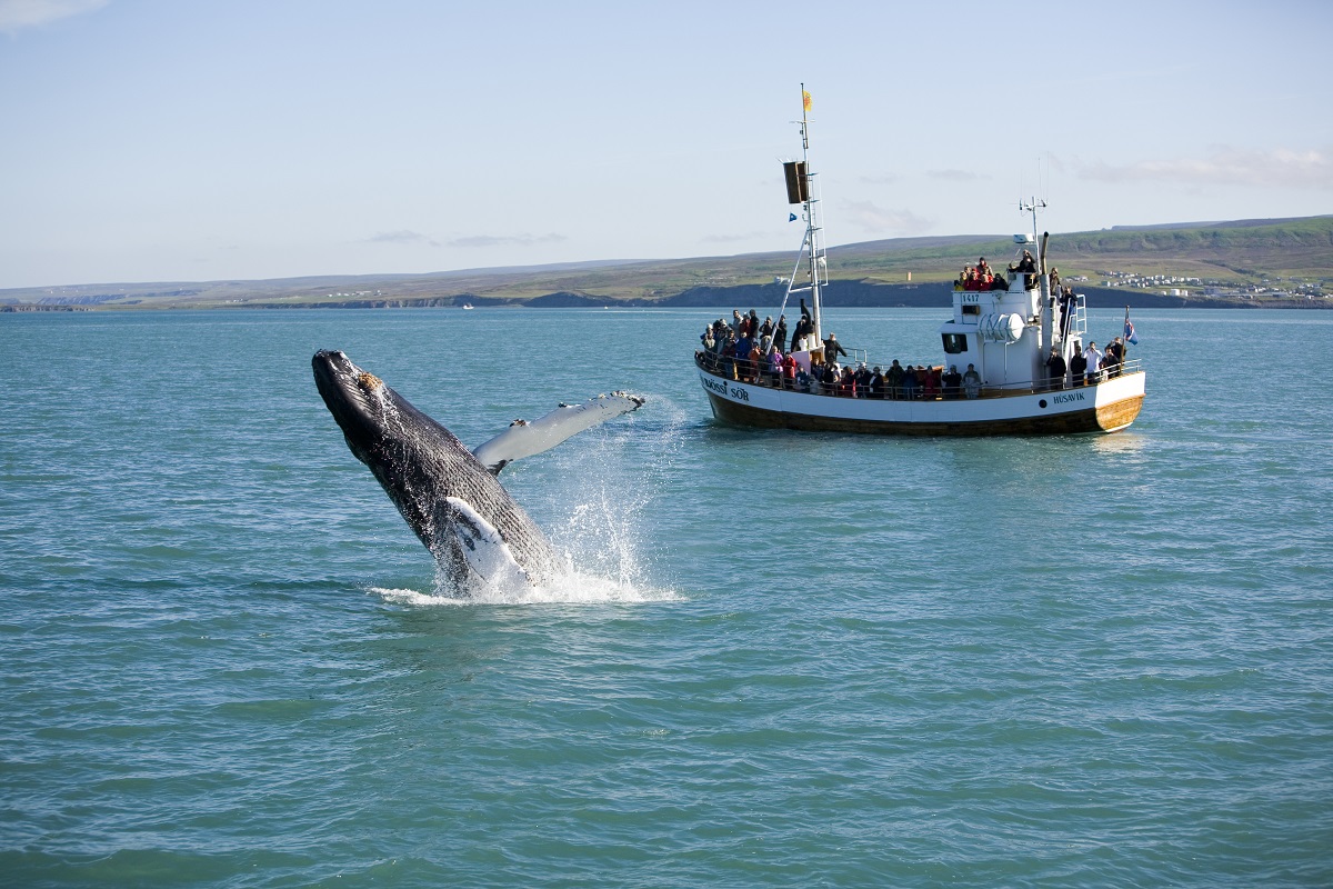 Een bultrugwalvis springt uit het water voor een vissersboot van de Northsailing excursie in IJsland.