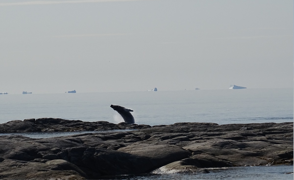 Een bultrug walvis springt uit het water vlak bij de kust bij Ilimanaq in west Groenland.