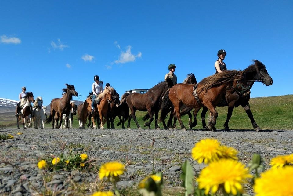 Een groep ruiters gaat met paard over een gravelweg met gele bloemen op de voorgrond.