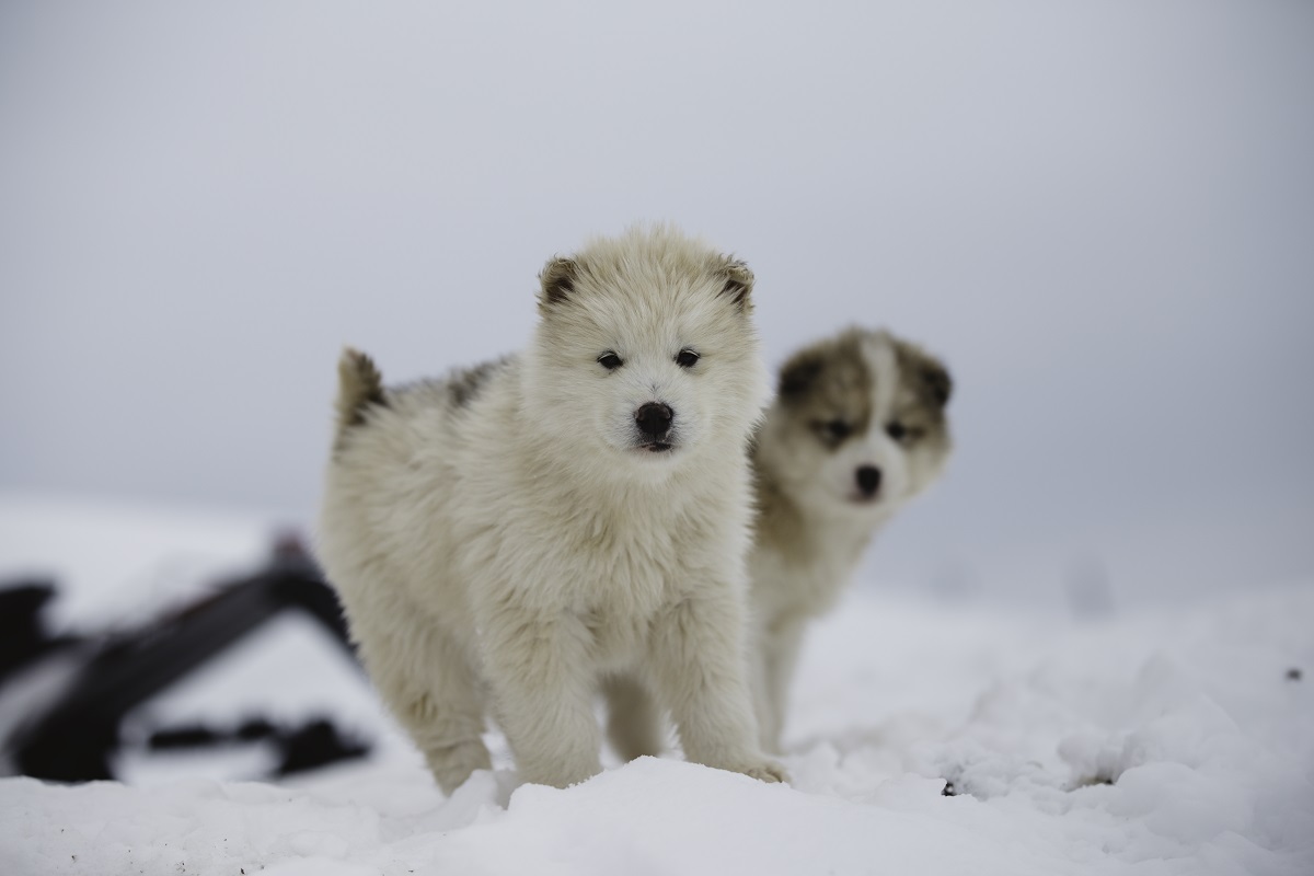 Twee hondenslee puppies in Tasiilaq.