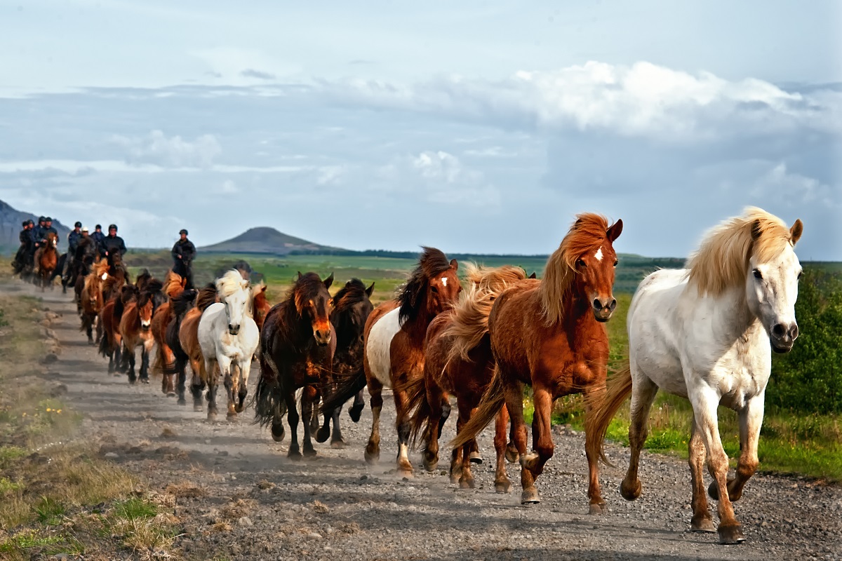 Paarden in galop voor de reizigers uit.