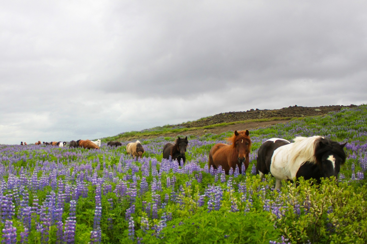 Lupine bloemen met paarden ertussen.