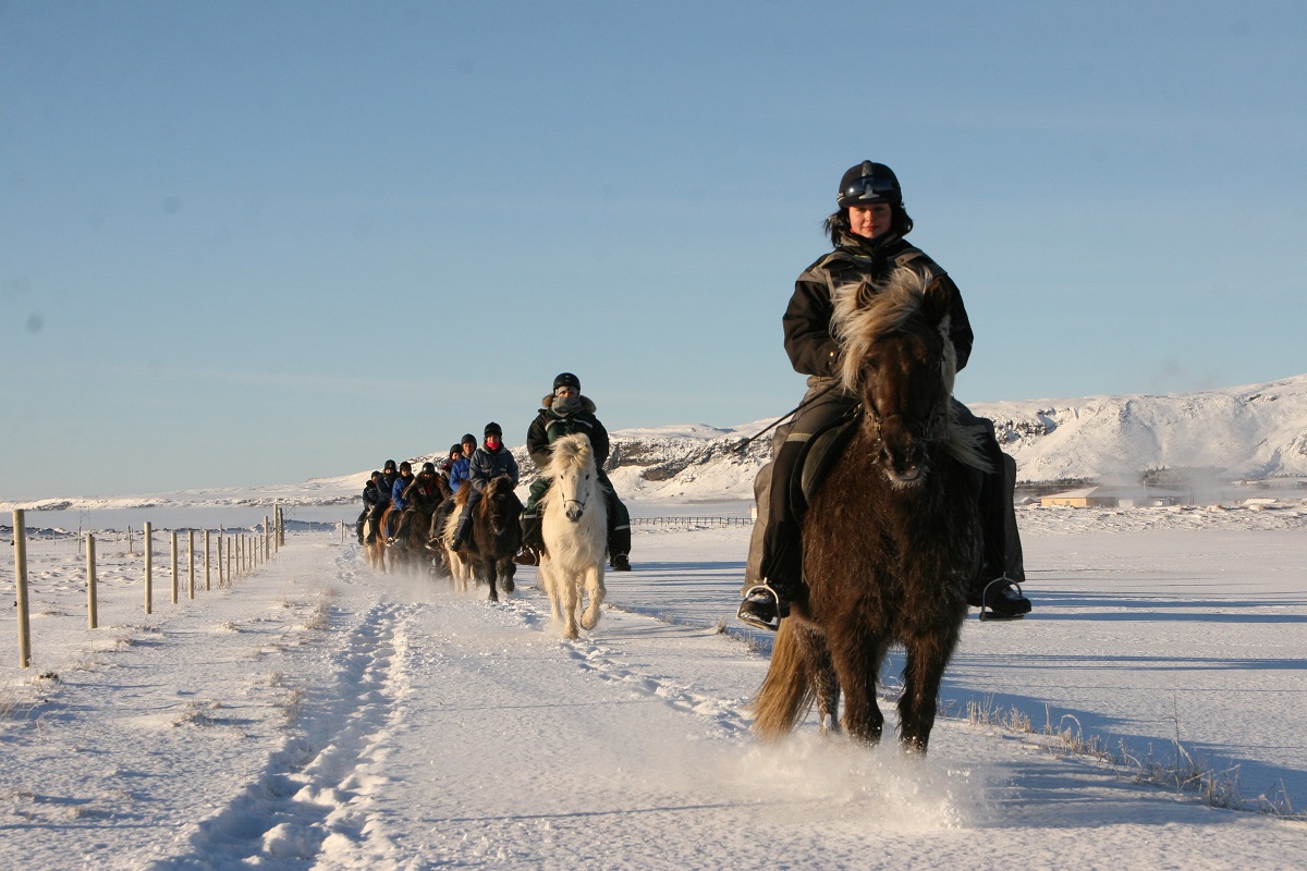 Wandeling op paarden door de sneeuw.