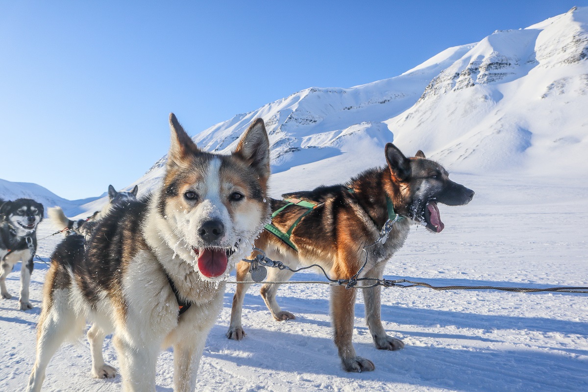 Wachtende honden voor een hondenslee op Spitsbergen.