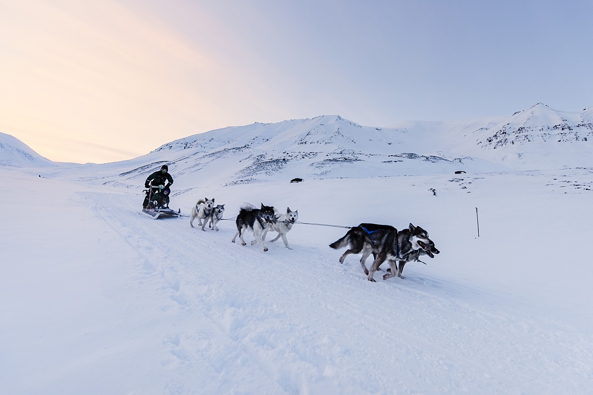 Rennenden honden voor een hondeslee op Spitsbergen.