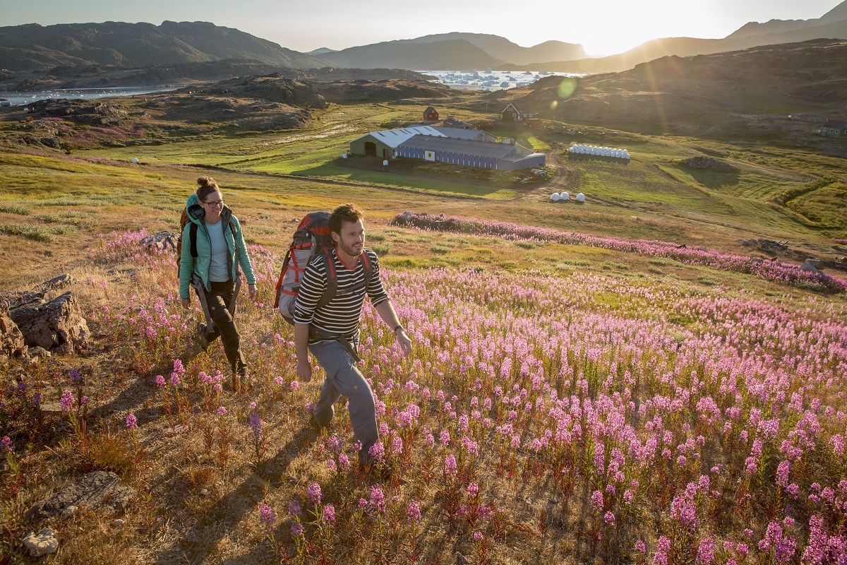 Wandelaars lopen tussen de bloemen door in de zomerse natuur van Groenland, met op de achtergrond een schapenboerderij.